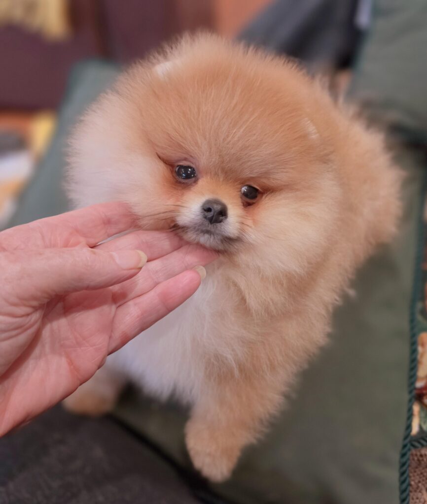 POMERANIAN PUPPY FOR SALE