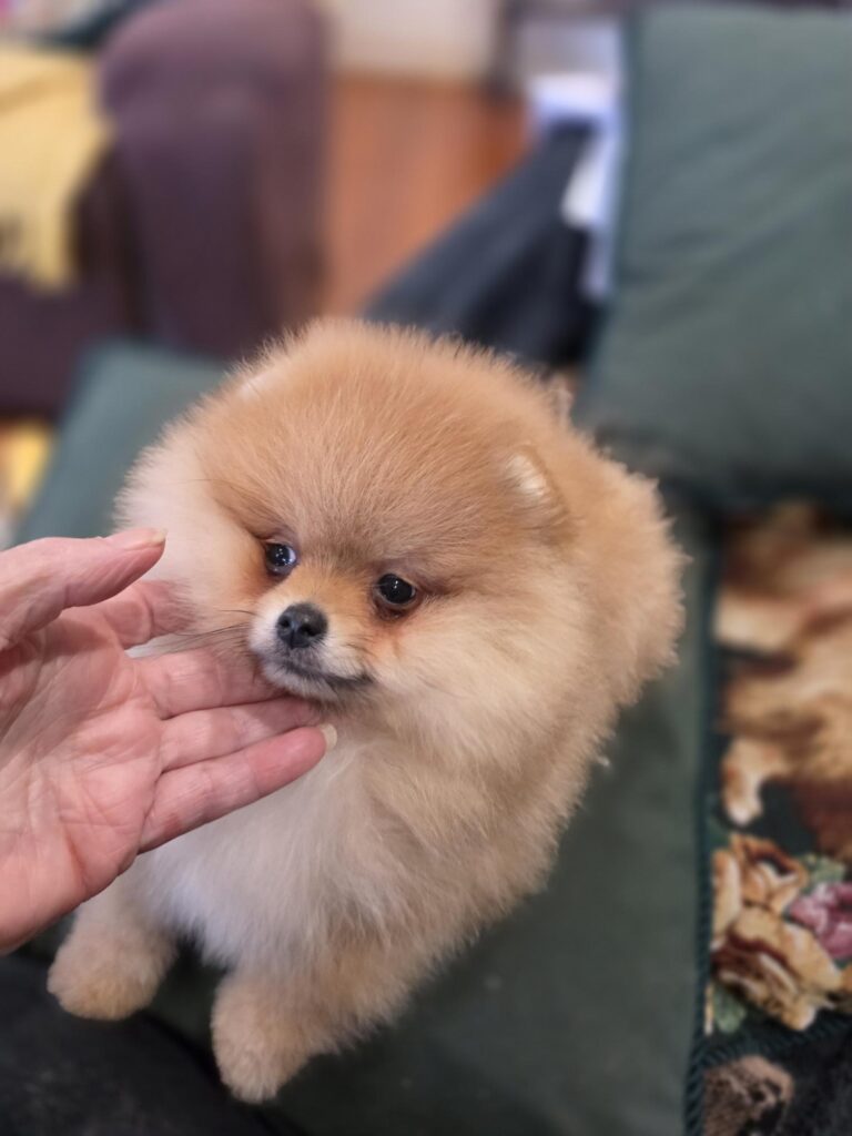 POMERANIAN PUPPY FOR SALE