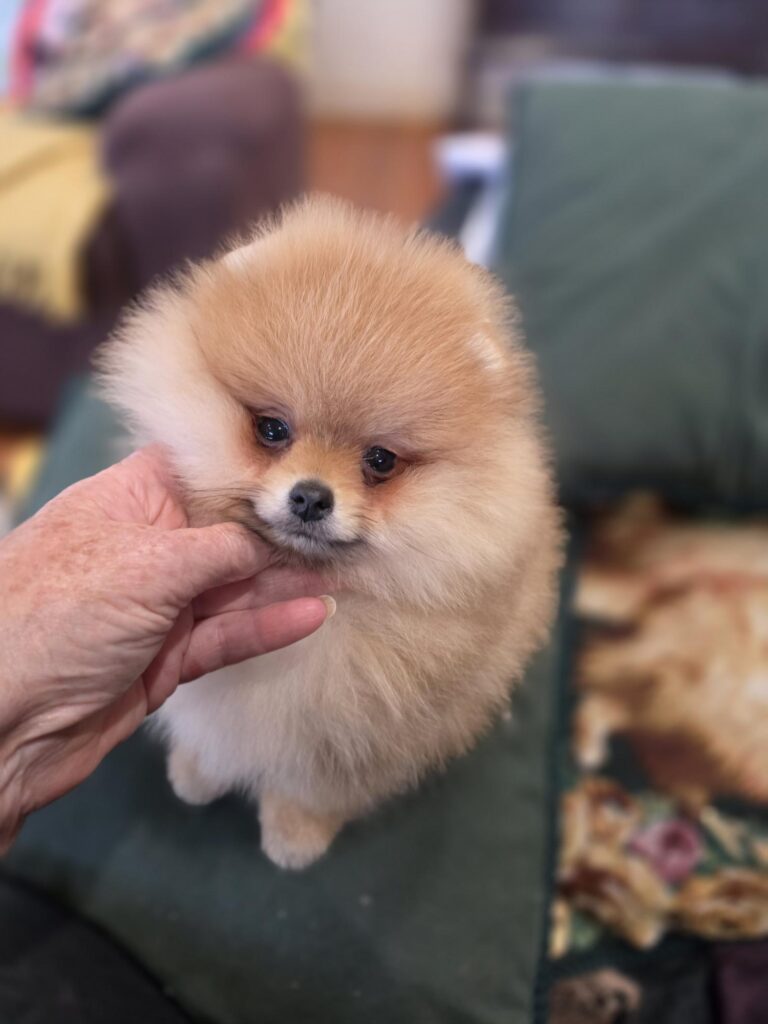 POMERANIAN PUPPY FOR SALE