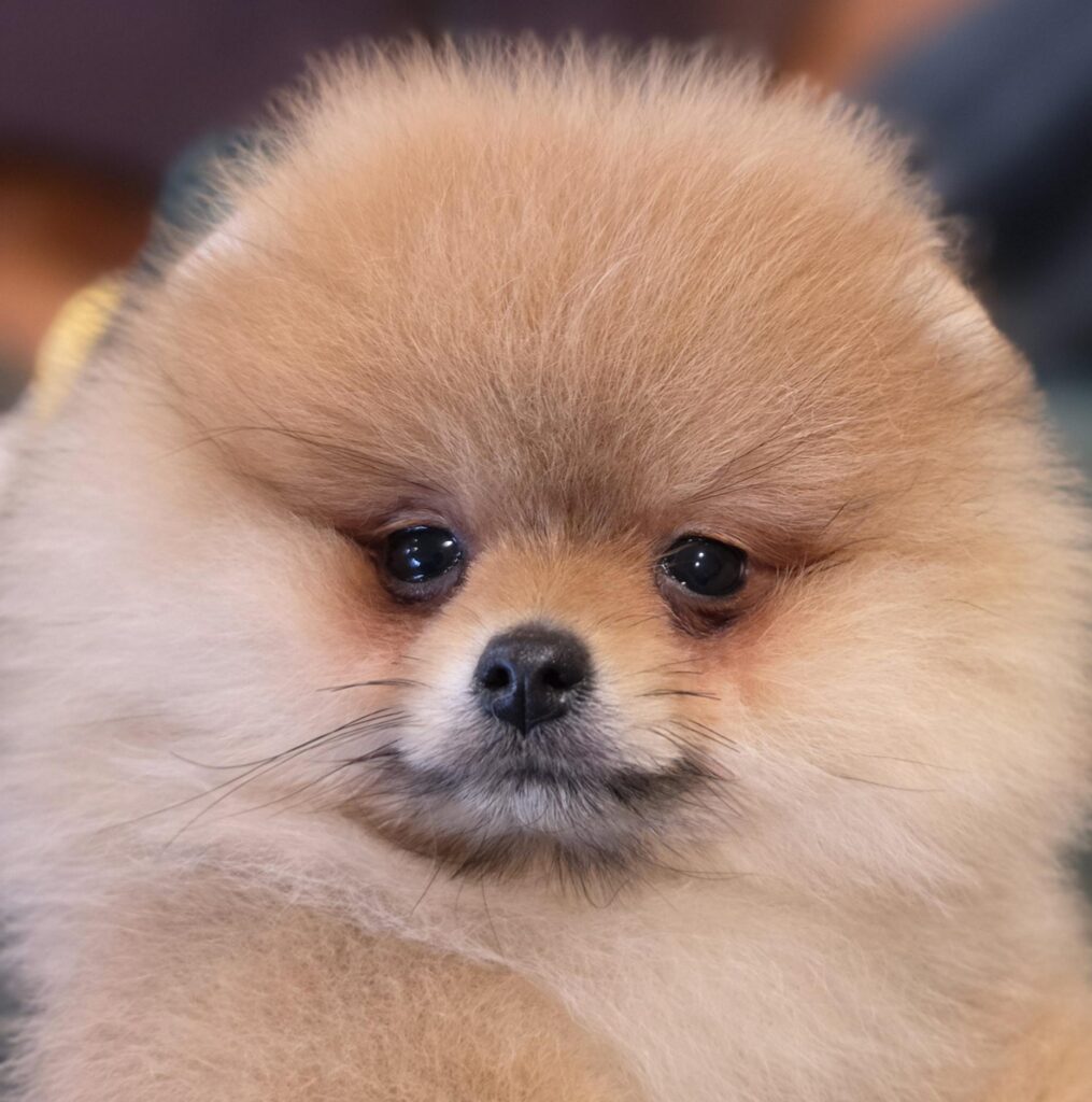 POMERANIAN PUPPY FOR SALE