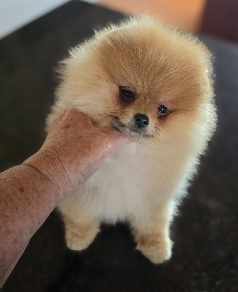 POMERANIAN PUPPY FOR SALE