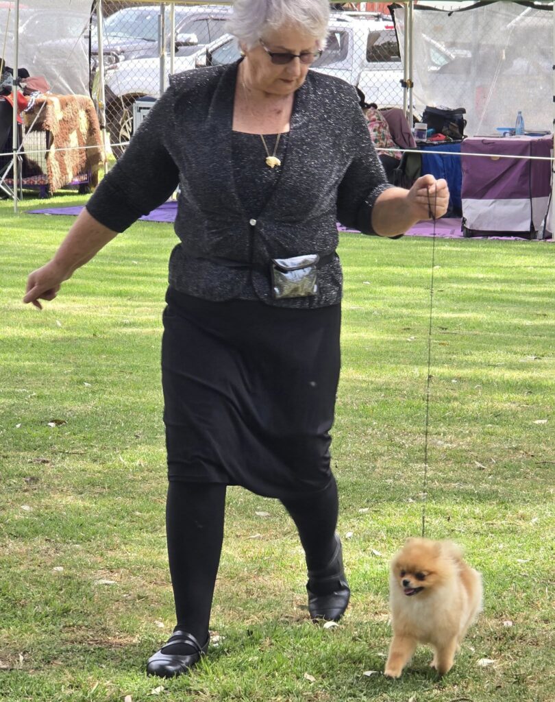 Pomeranian puppy for sale