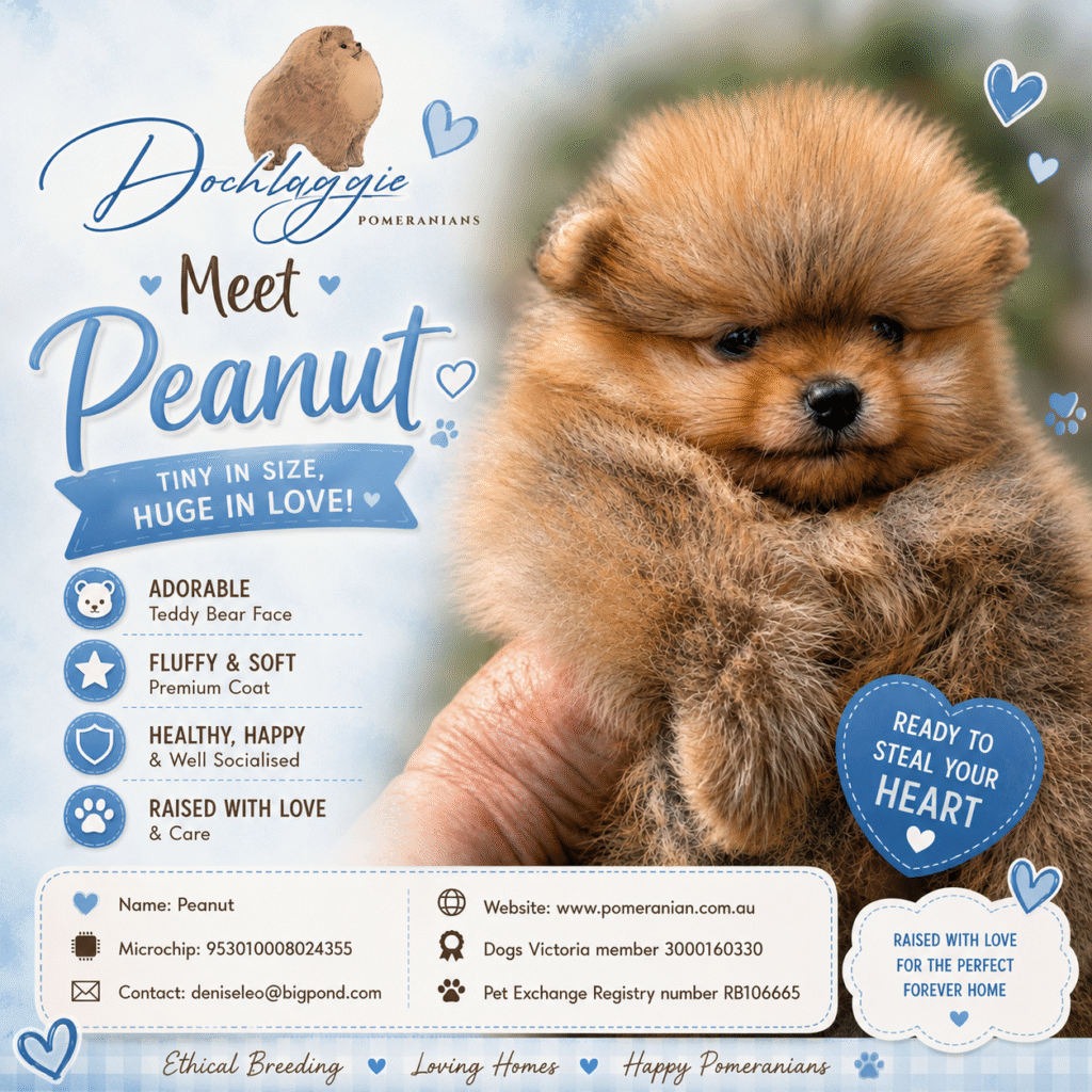 Dochlaggie Pomeranian pups for sale