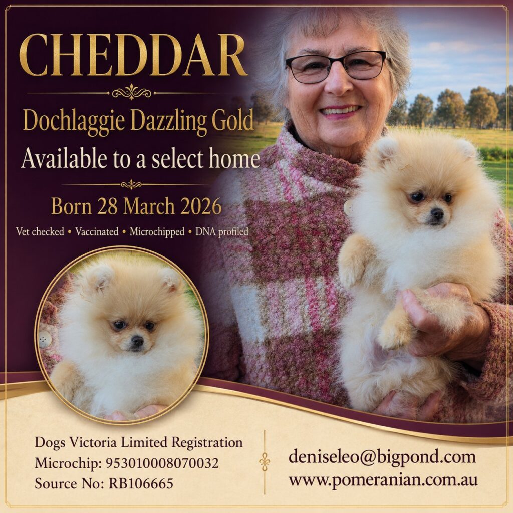 Dochlaggie Pomeranian puppy for sale