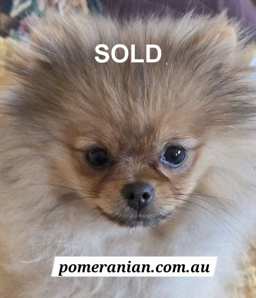 Pomeranian puppy for sale