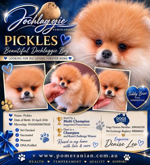 POMERANIAN PUPPY FOR SALE
