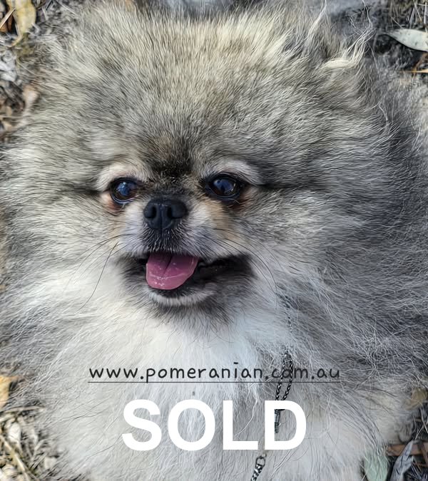 Pomeranian for sale