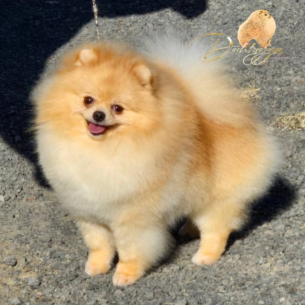Ltu. Jnr Champion Tauro Kennel JP Atlantis