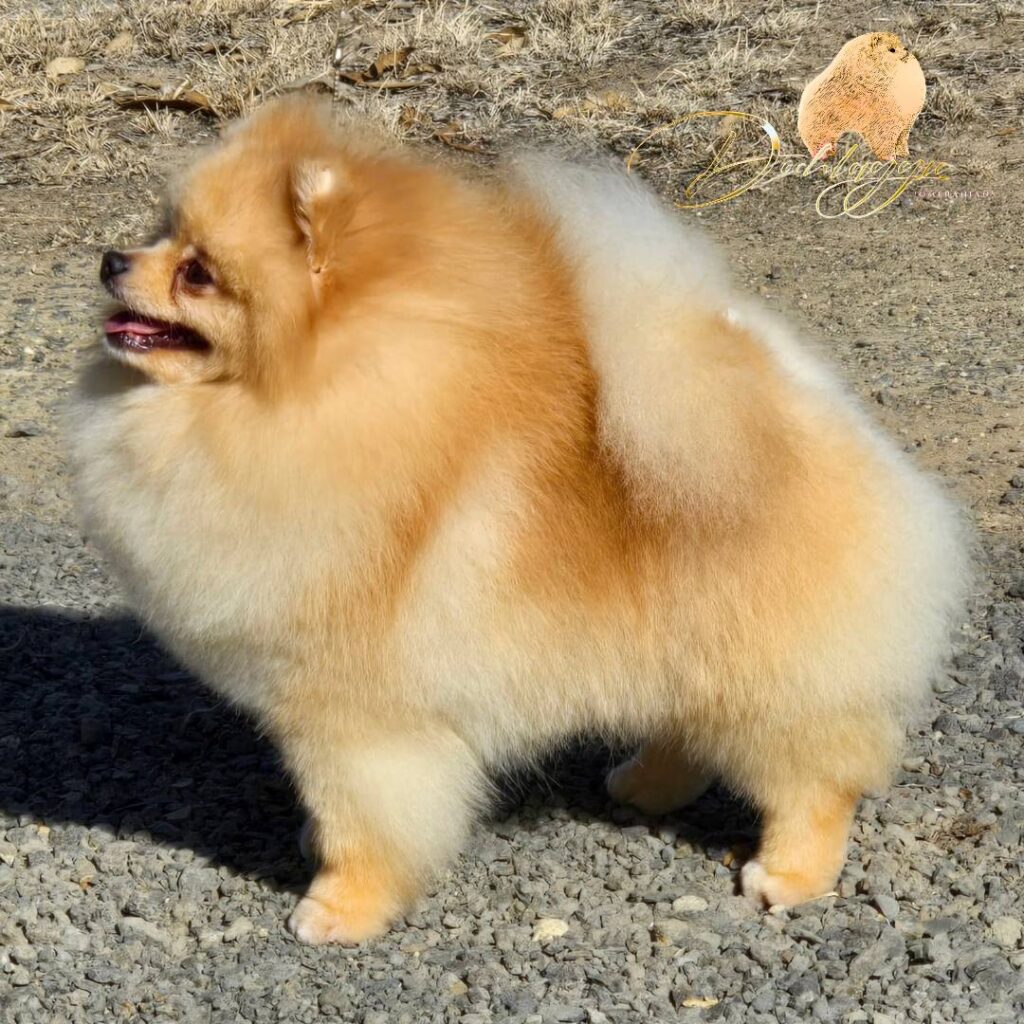 Ltu. Jnr Champion Tauro Kennel JP Atlantis