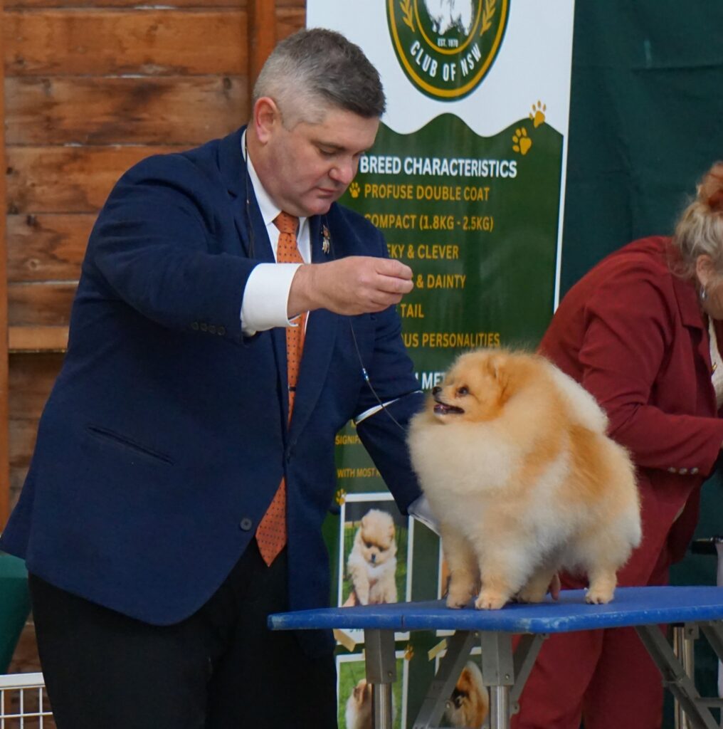 Ltu. Jnr Champion Tauro Kennel JP Atlantis
