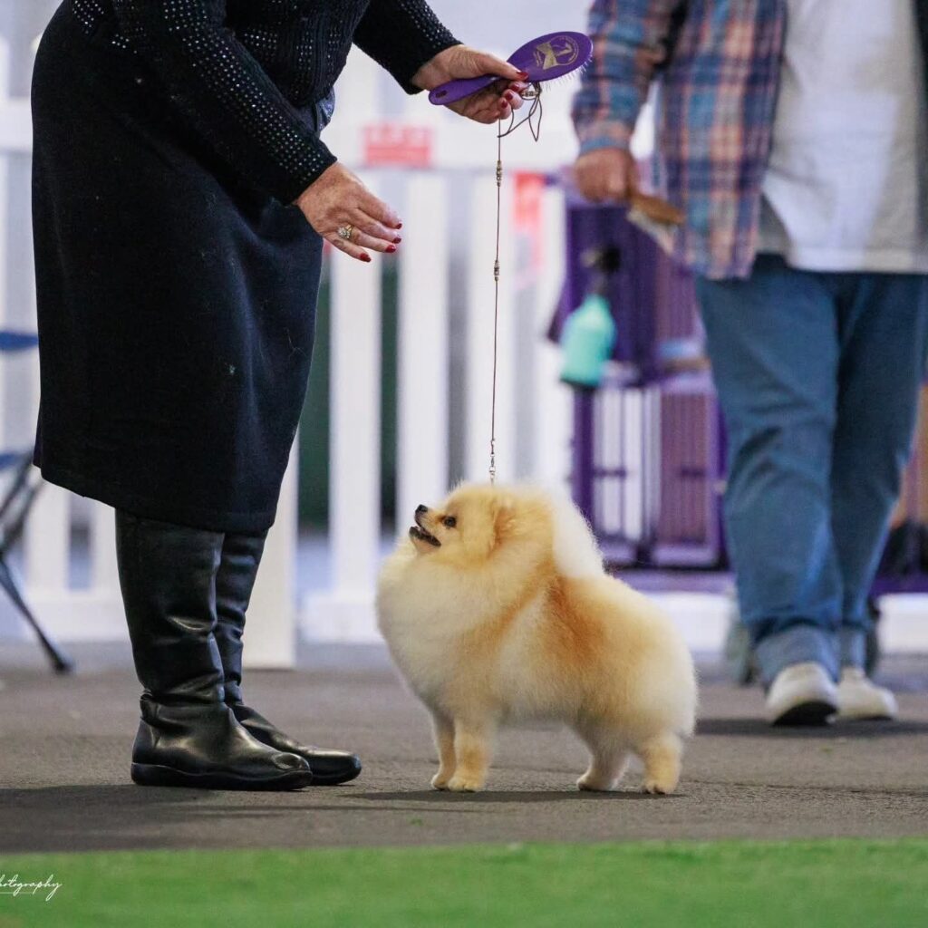 Ltu. Jnr Champion Tauro Kennel JP Atlantis