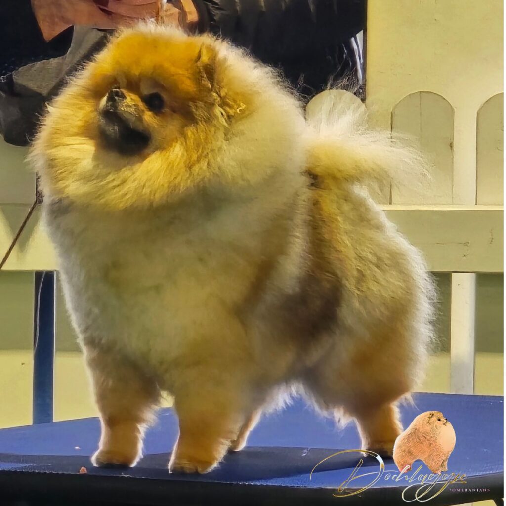 Dochlaggie Darling Dora wins at the 2025 Royal Melbourne Show.