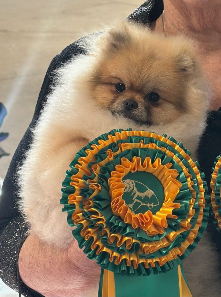 DOCHLAGGIE DARLING DORA