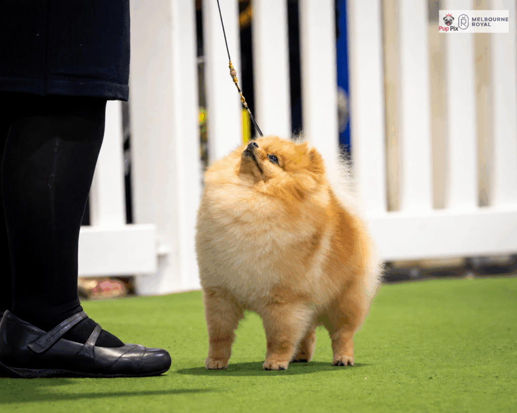 Champion Dochlaggie Dream of Me at the Royal Melbourne Show 2026