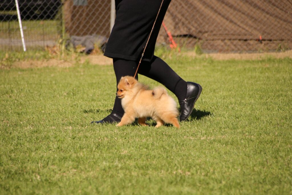 Dochlaggie Dream of Me