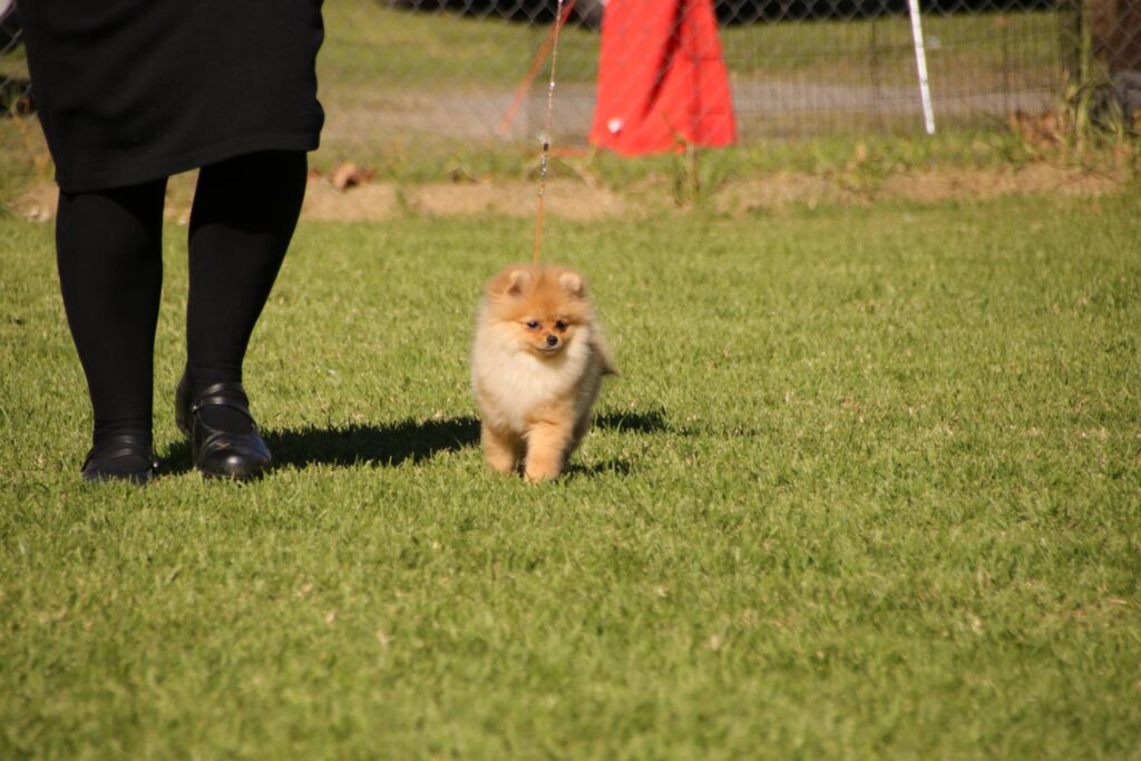 Dochlaggie Dream of Me