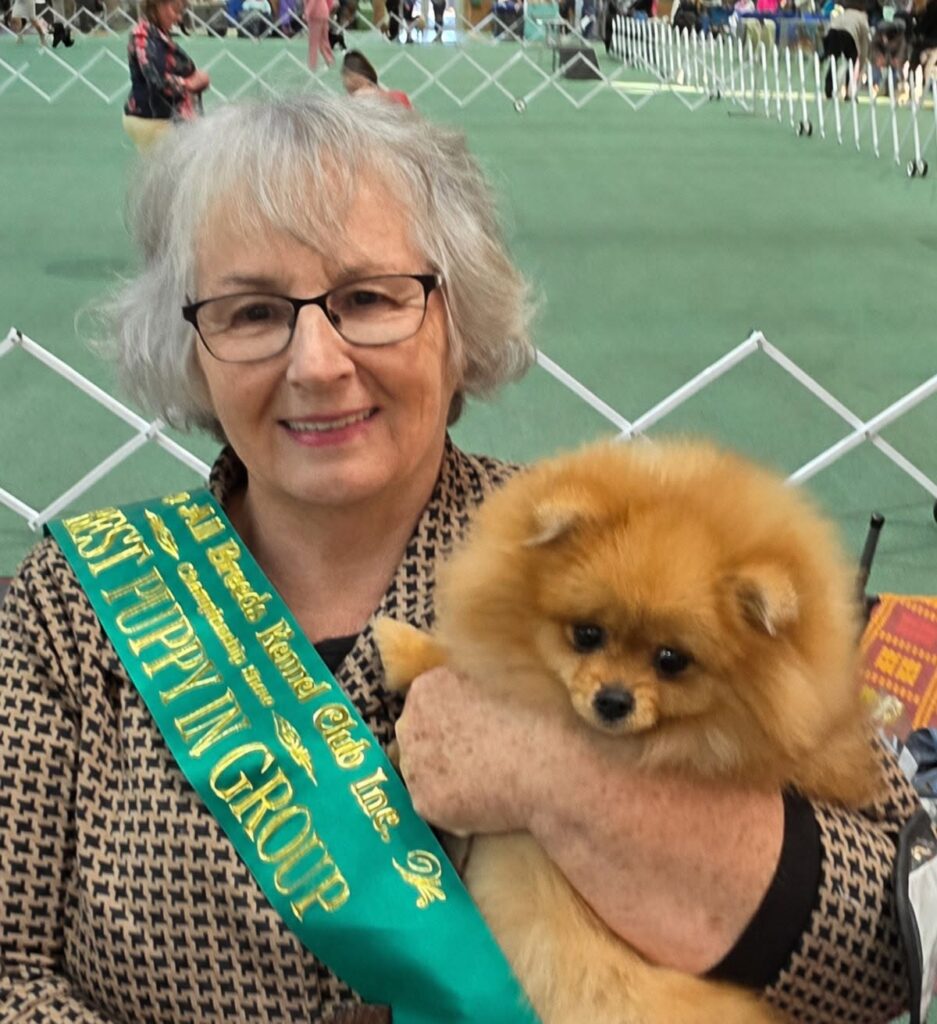 A wonderful day at KCC Park yesterday for my beautiful girl Pixie, Dochlaggie Dream of Me, who was awarded Best Puppy in Toy Group and Runner-Up Best of Breed.
I am absolutely thrilled with Pixie’s results. Thank you to the judges for recognising the quality of my lovely young girl.
Unfortunately, there are no official photos, as the Toy Group judge was judging Best in Show.