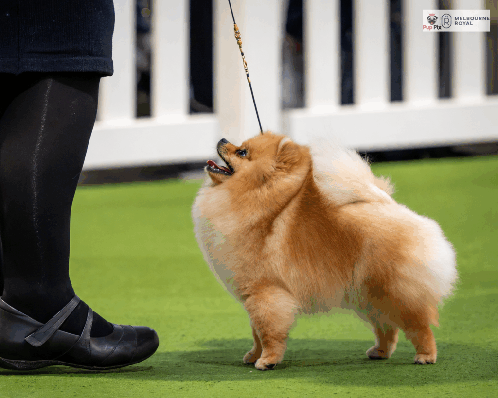 Champion Dochlaggie Dream of Me at the Royal Melbourne Show 2026