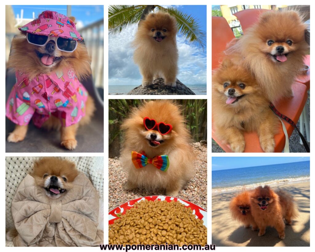 Dochlaggie Pomeranians