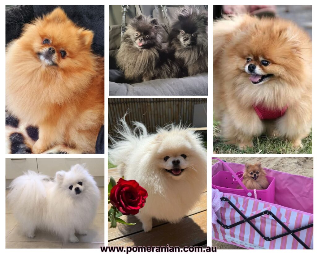 Dochlaggie Pomeranians