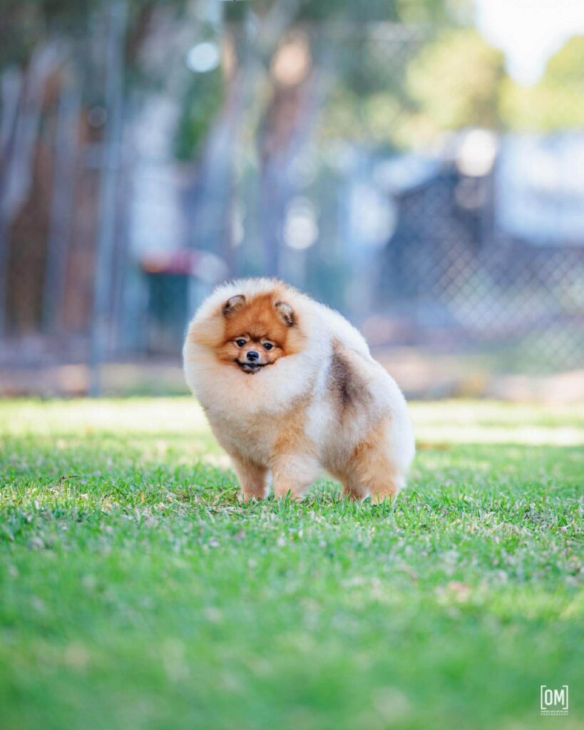 Est Jr Ch, Ltu Jr Ch, Ltv Jr Ch Jr Bal Ch, Hu Ch. Ltu Ch, Lva Ch Est Ch Bal Ch Tauro Kennel JP Amor ( Imported Ltu.)