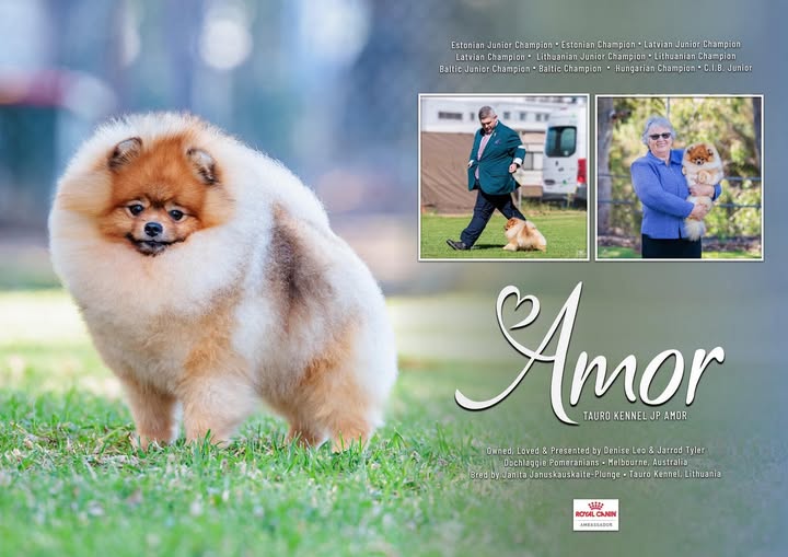 Est Jr Ch, Ltu Jr Ch, Ltv Jr Ch Jr Bal Ch, Hu Ch. Ltu Ch, Lva Ch Est Ch Bal Ch Tauro Kennel JP Amor ( Imported Ltu.)