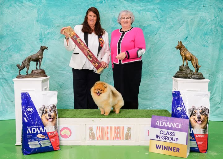 Est Jr Ch, Ltu Jr Ch, Ltv Jr Ch Jr Bal Ch, Hu Ch. Ltu Ch, Lva Ch Est Ch Bal Ch Tauro Kennel JP Amor ( Imported Ltu.)