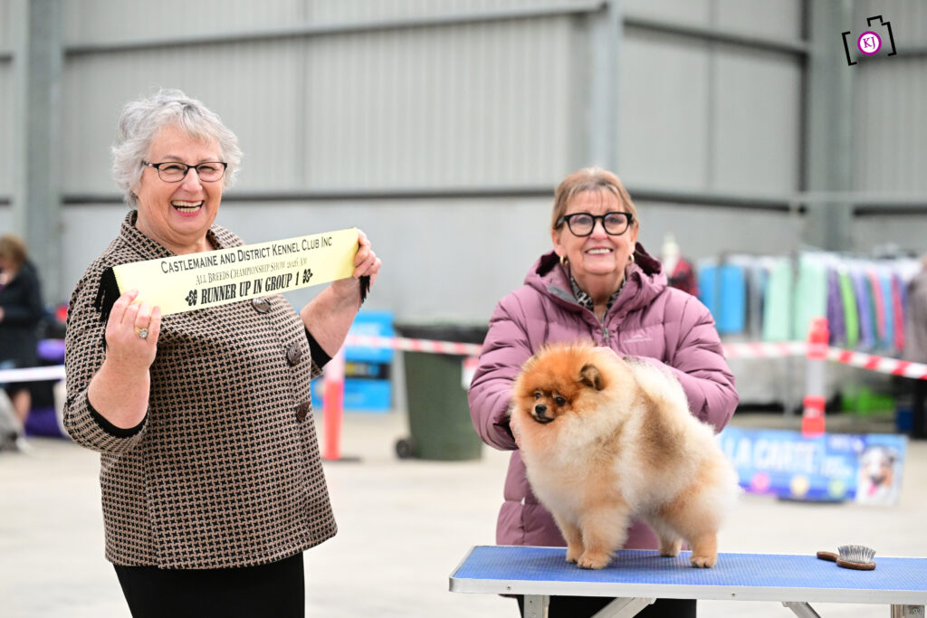 C.I.B. Aust. Ch. Est Jr Ch, Ltu Jr Ch, Ltv Jr Ch Jr Bal Ch, Hu Ch. Ltu Ch, Lva Ch Est Ch Bal Ch Tauro Kennel JP Amor ( Imported Ltu.)