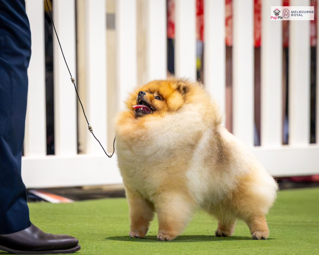 C.I.B. Aust. Ch. Est Jr Ch, Ltu Jr Ch, Ltv Jr Ch Jr Bal Ch, Hu Ch. Ltu Ch, Lva Ch Est Ch Bal Ch Tauro Kennel JP Amor ( Imported Ltu.)