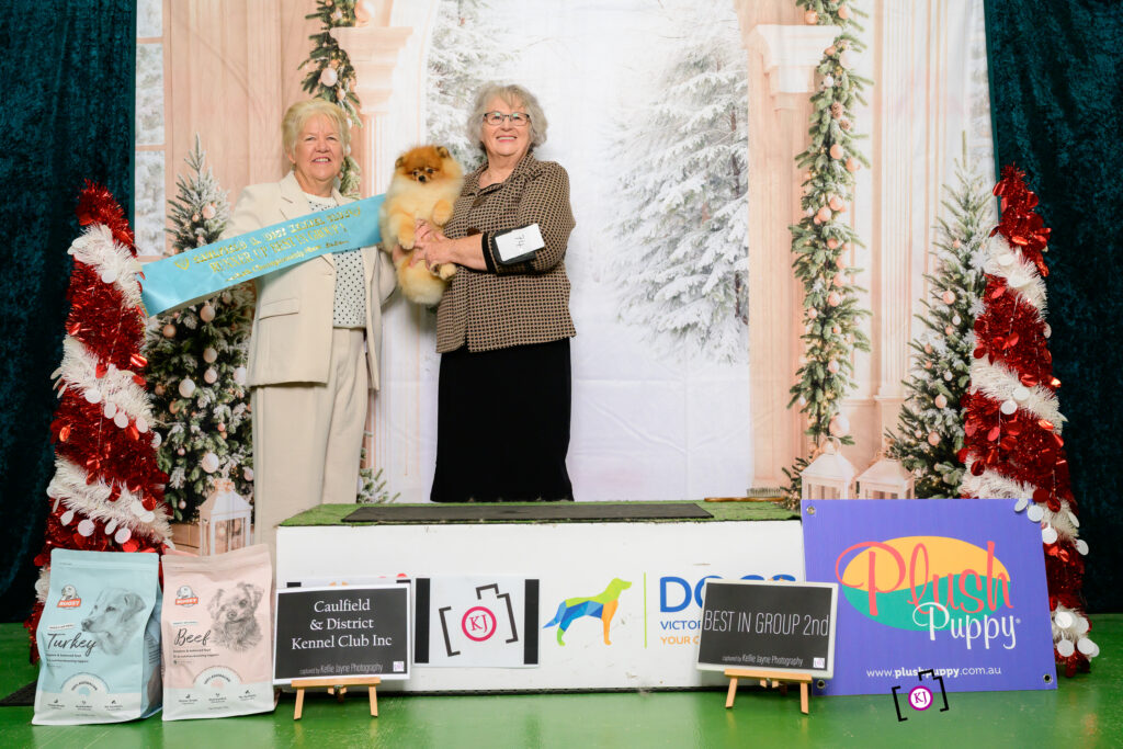C.I.B., Est. Jr Ch., LTU Jr Ch., LTV Jr Ch., Jr Bal Ch., HU Ch., LTU Ch., LVA Ch., Est. Ch., Bal. Ch. Tauro Kennel JP Amor (Imp. LTU), was awarded Best in Toy Group 2nd in a very strong group of quality Toy dogs.