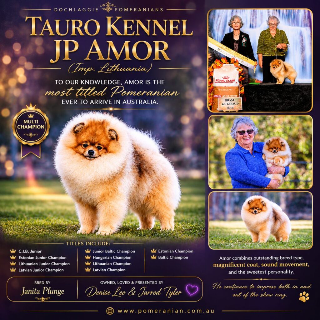 Est Jr Ch, Ltu Jr Ch, Ltv Jr Ch Jr Bal Ch, Hu Ch. Ltu Ch, Lva Ch Est Ch Bal Ch Tauro Kennel JP Amor ( Imported Ltu.)