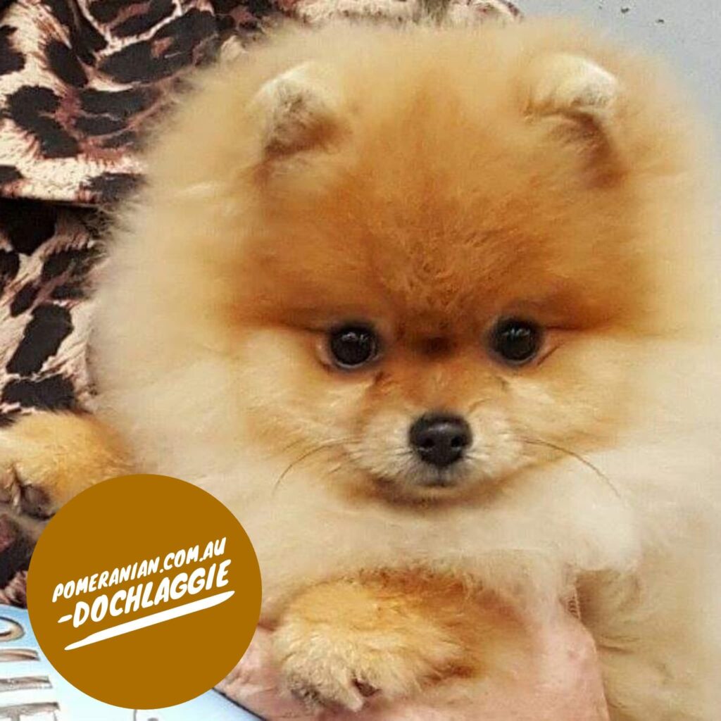 Dochlaggie Pomeranian Puppy
