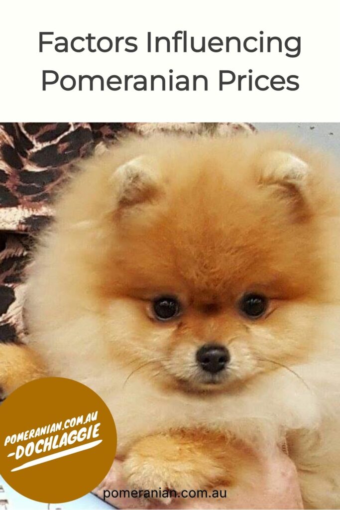 How Much for a Pomeranian Puppy?