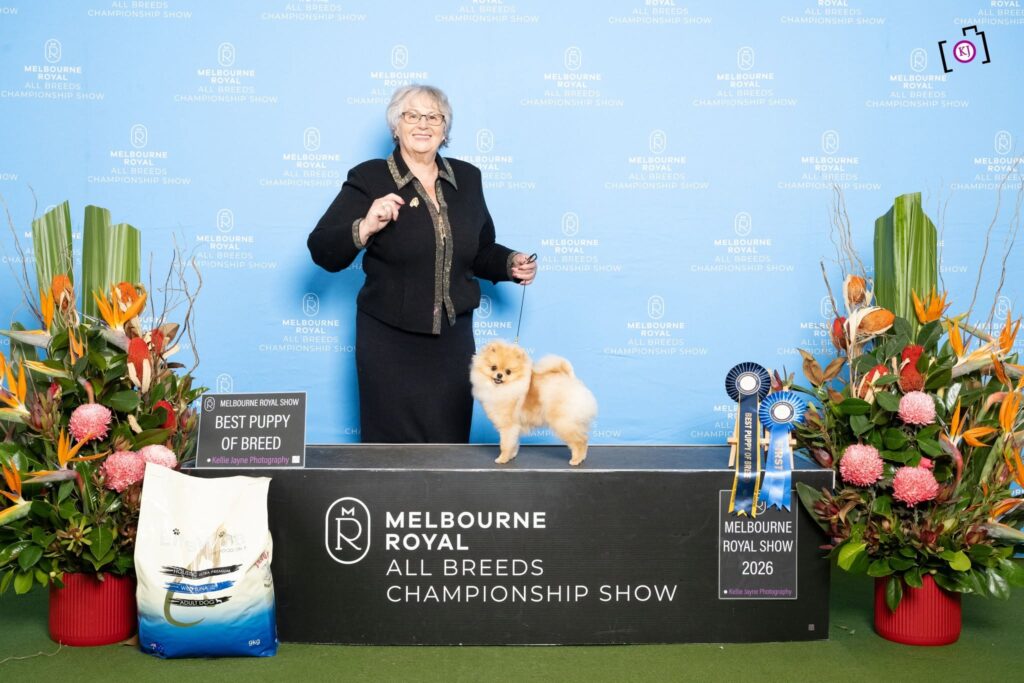 Butters winning Best Pomeranian Puppy Royal Melbourne Show 2026