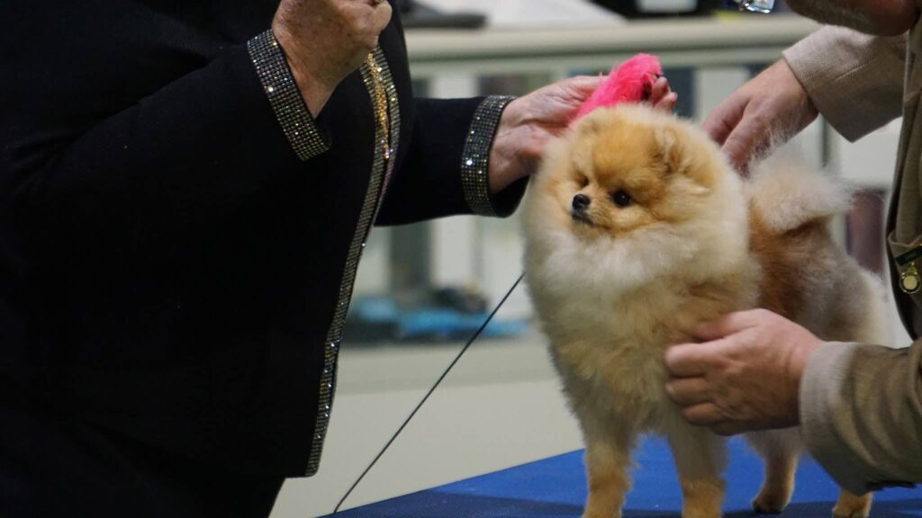 Butters winning Best Pomeranian Puppy Royal Melbourne Show 2026
