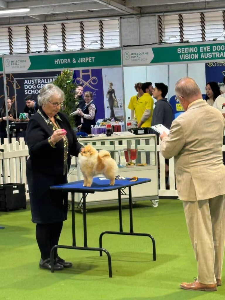 Butters winning Best Pomeranian Puppy Royal Melbourne Show 2026