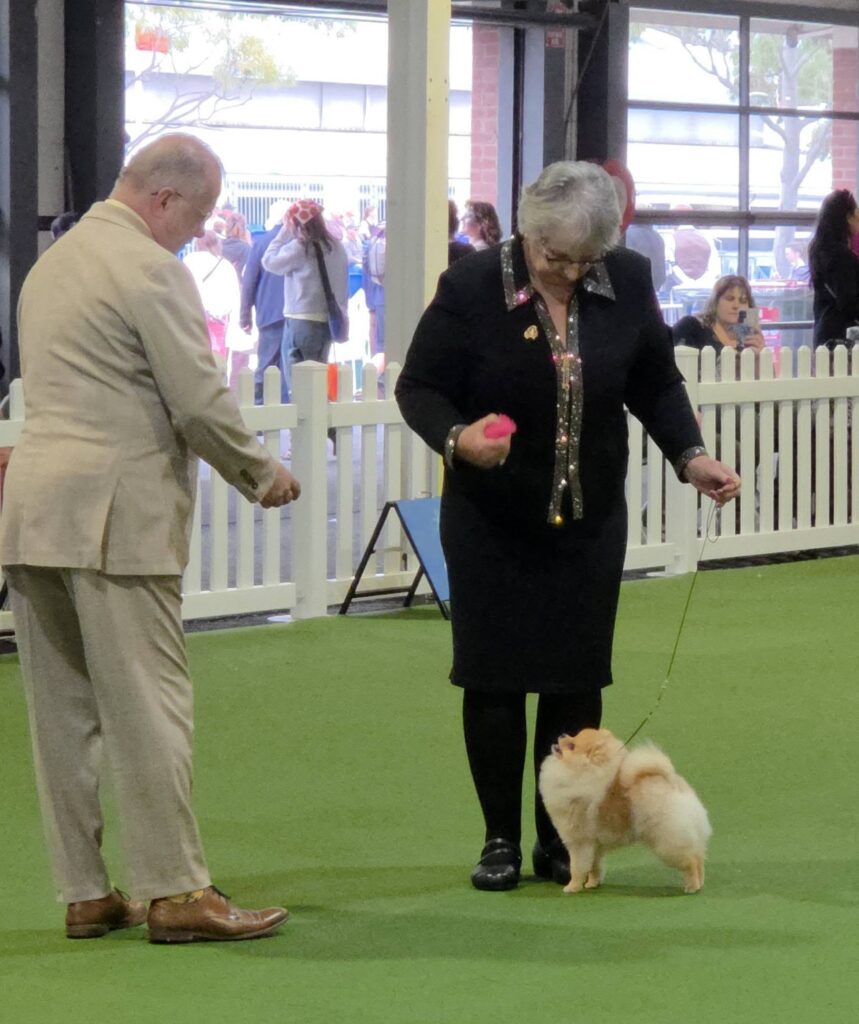 Butters winning Best Pomeranian Puppy Royal Melbourne Show 2026