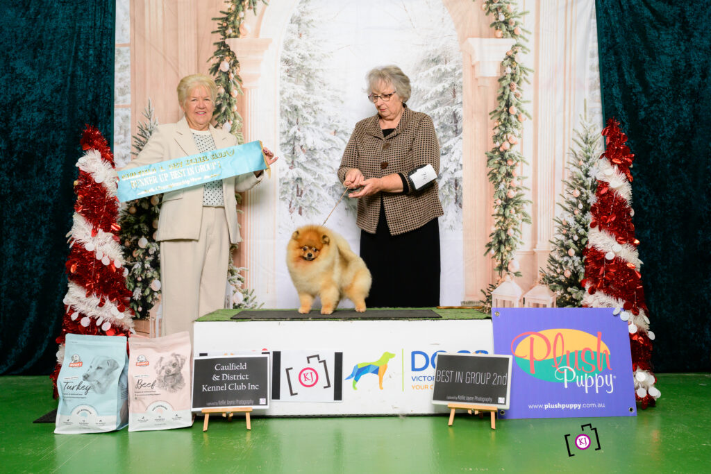 C.I.B., Est. Jr Ch., LTU Jr Ch., LTV Jr Ch., Jr Bal Ch., HU Ch., LTU Ch., LVA Ch., Est. Ch., Bal. Ch. Tauro Kennel JP Amor (Imp. LTU), was awarded Best in Toy Group 2nd in a very strong group of quality Toy dogs.