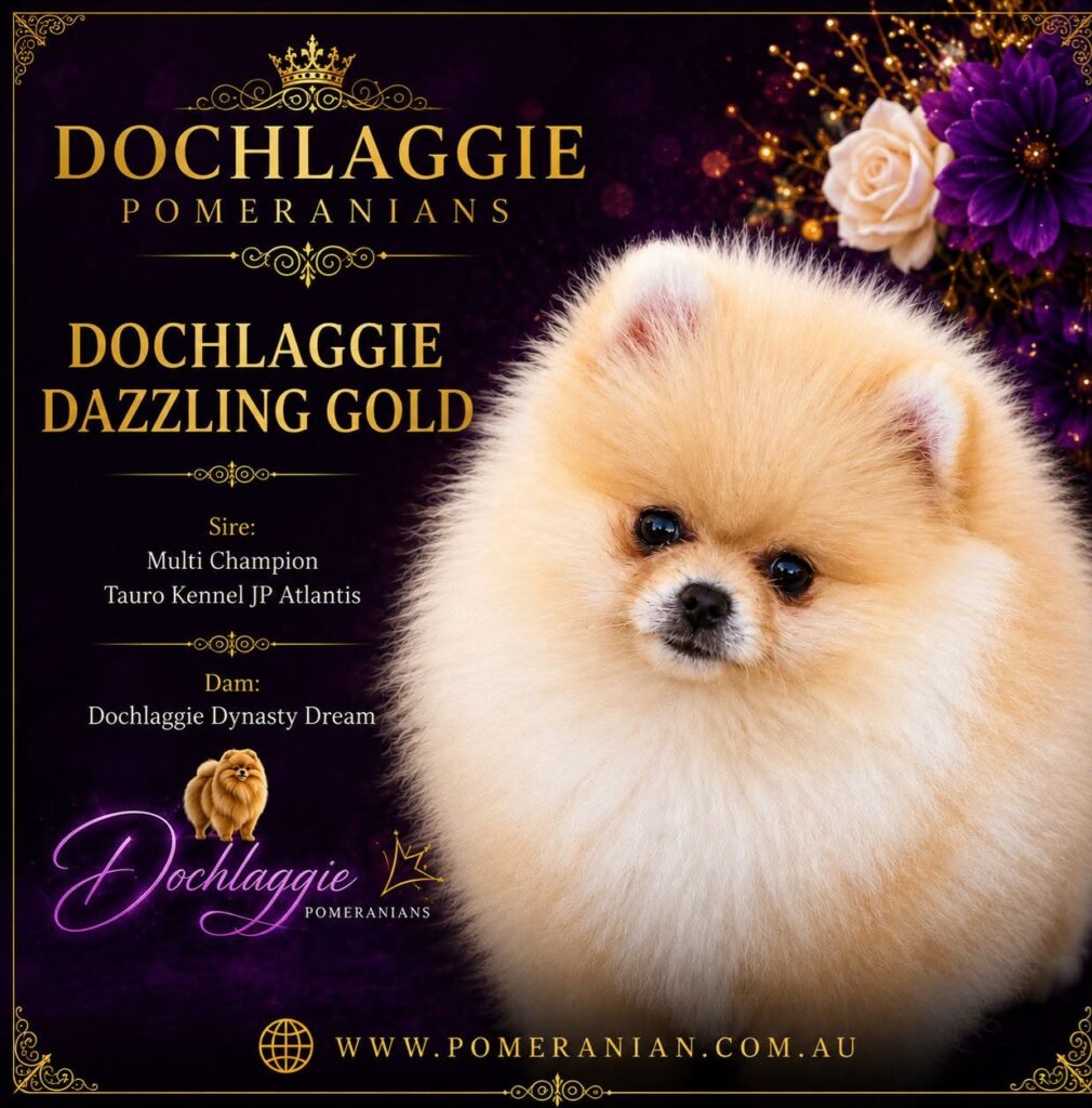 DOCHLAGGIE DAZZLING GOLD