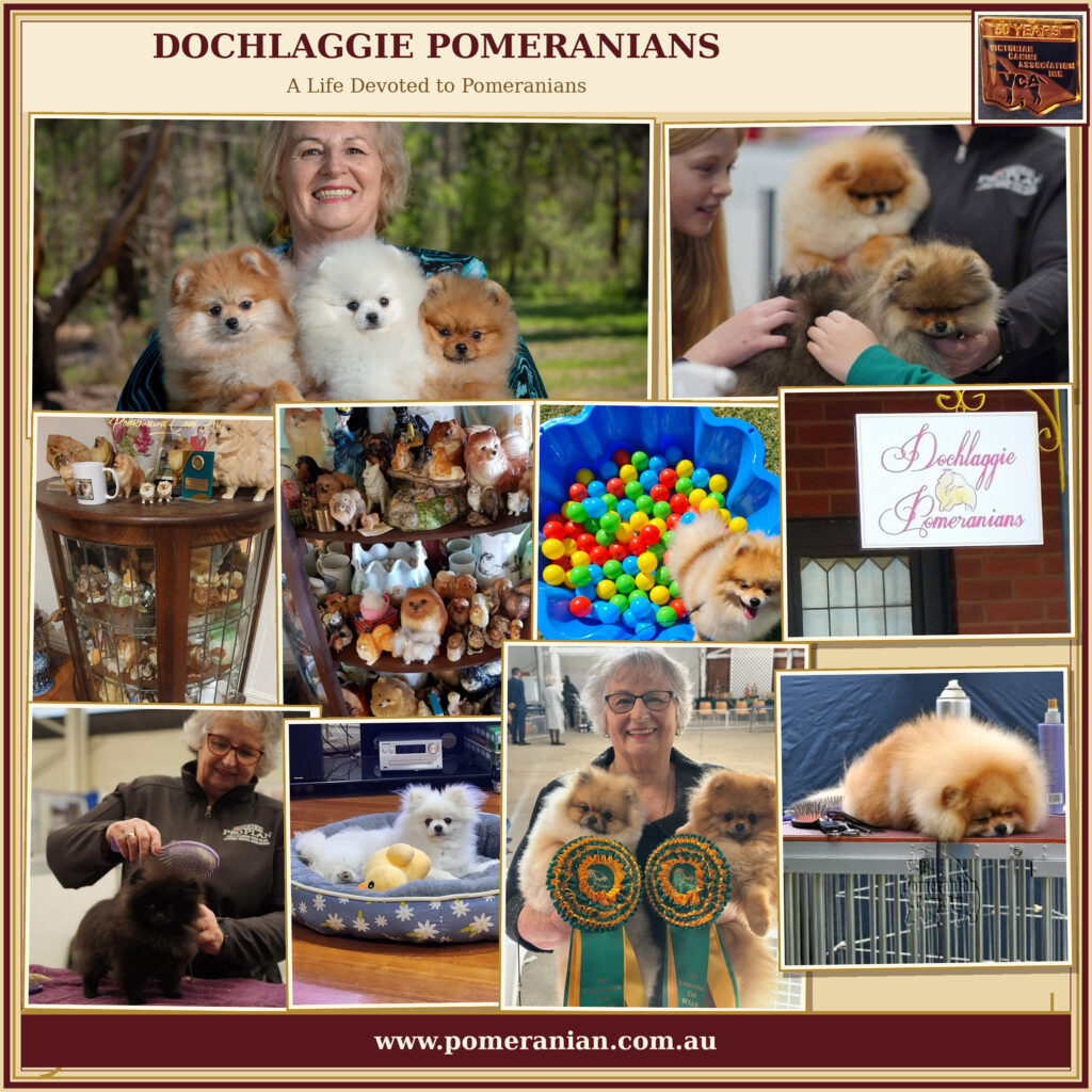 Dochlaggie Pomeranians