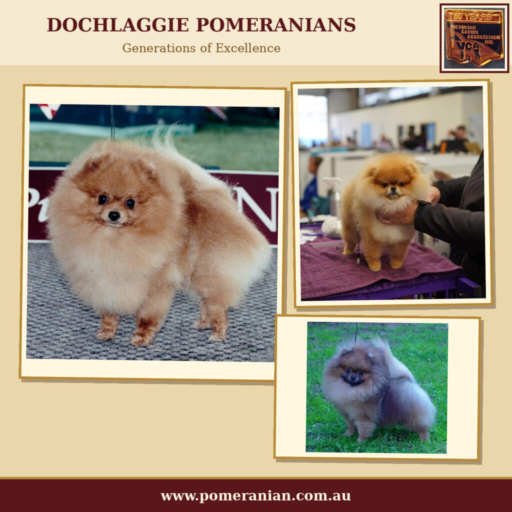 Dochlaggie Champions