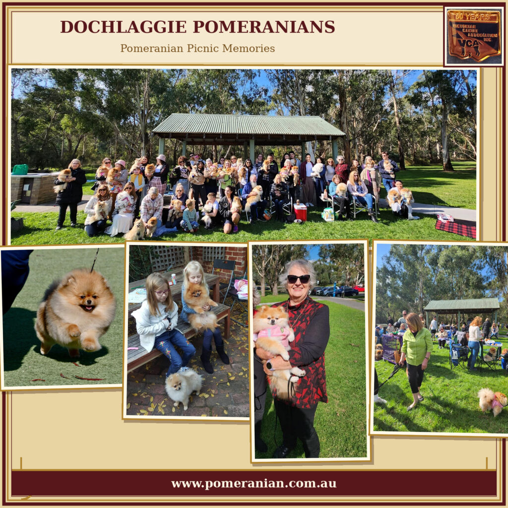 Pomeranian Picnics