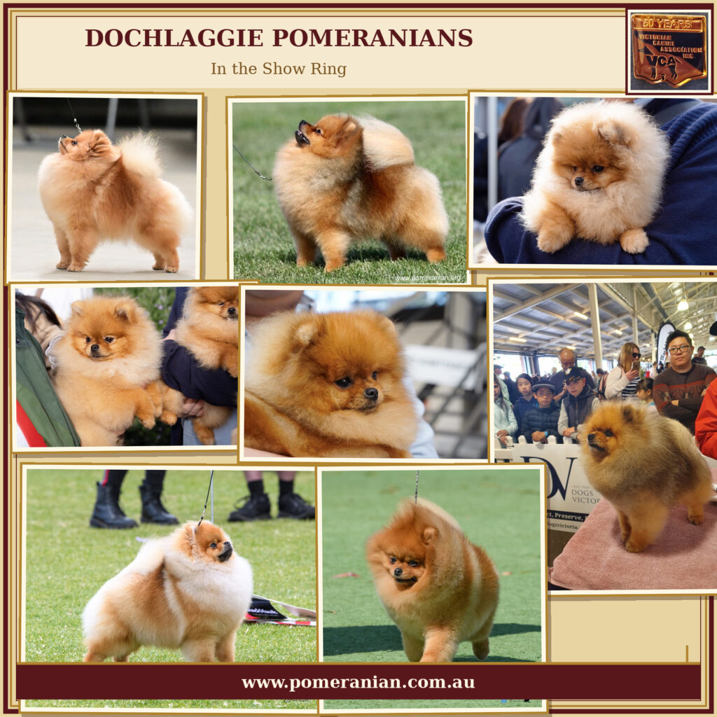 Dochlaggie Pomeranians