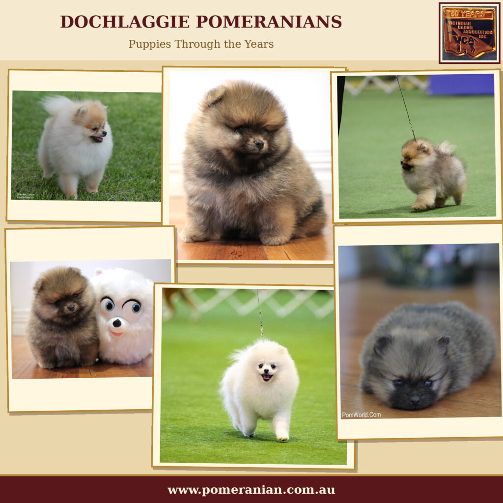 Dochlaggie Pomeranian Puppies