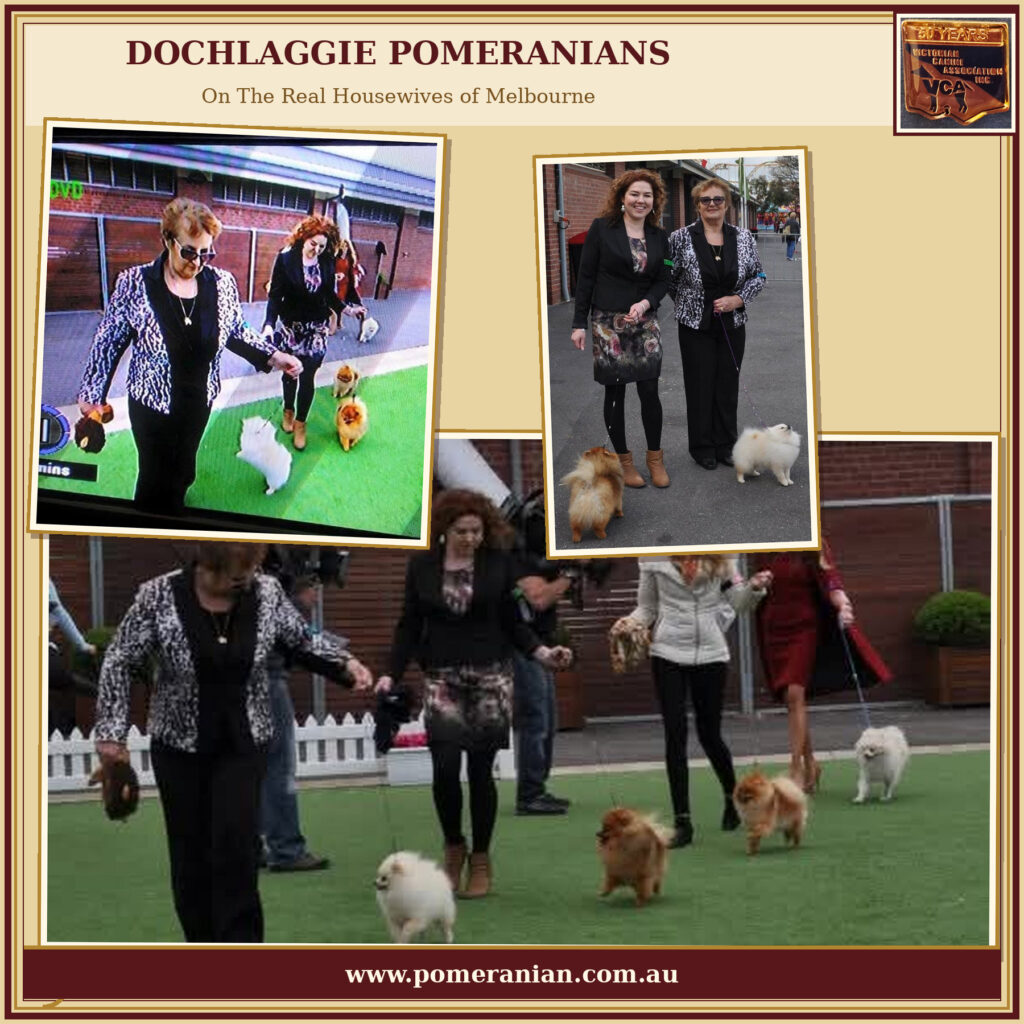 Pomeranians on the Real Housewives of  Melbourne