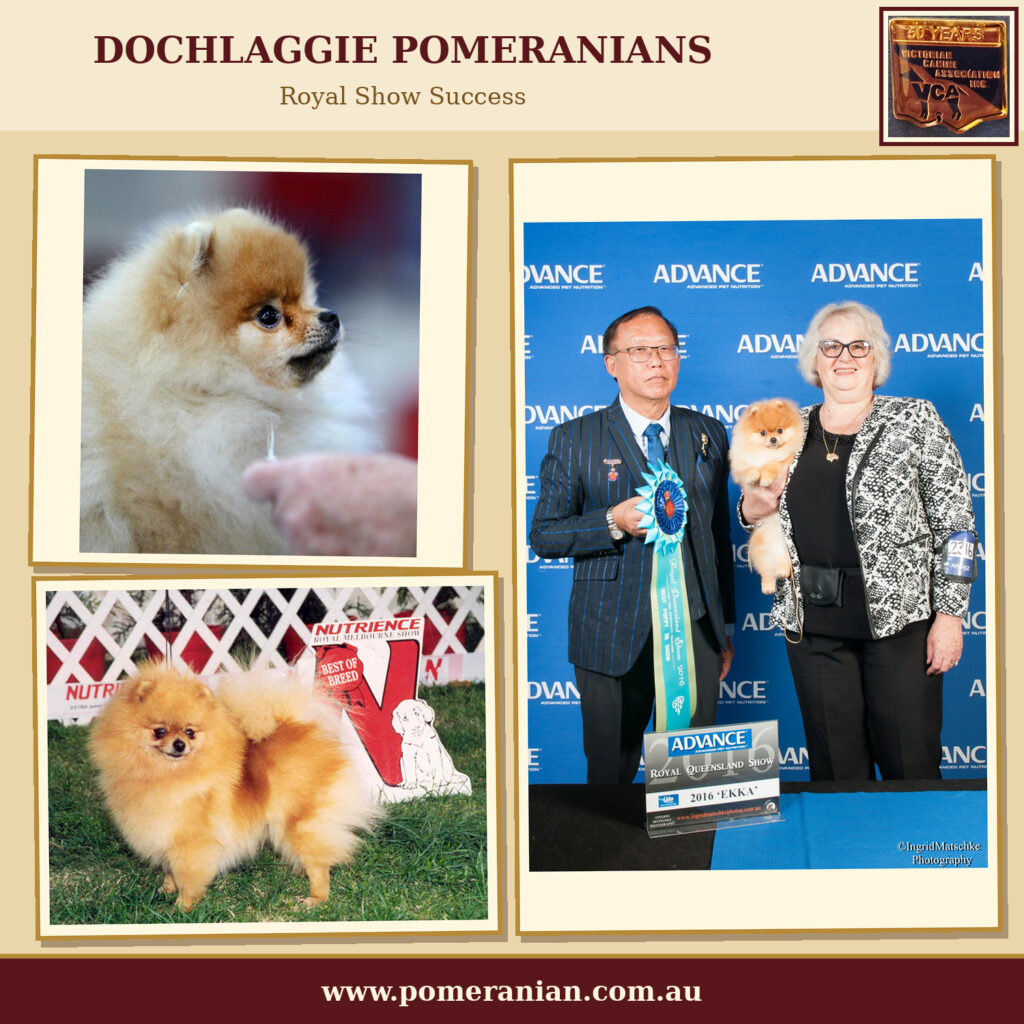 Dochlaggie Pomeranian Champions