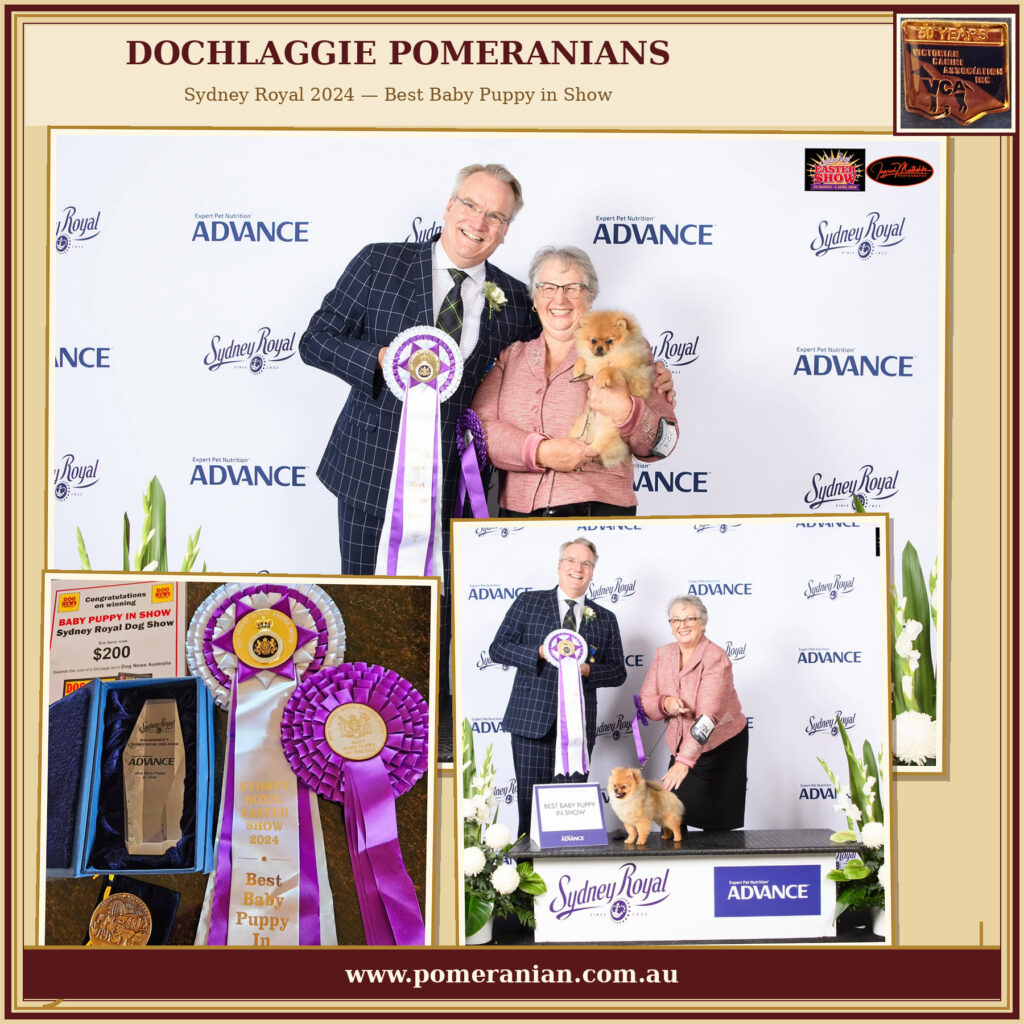 Dochlaggie wins BEST BABY PUPPY IN SHOW, SYDNEY ROYAL 2024