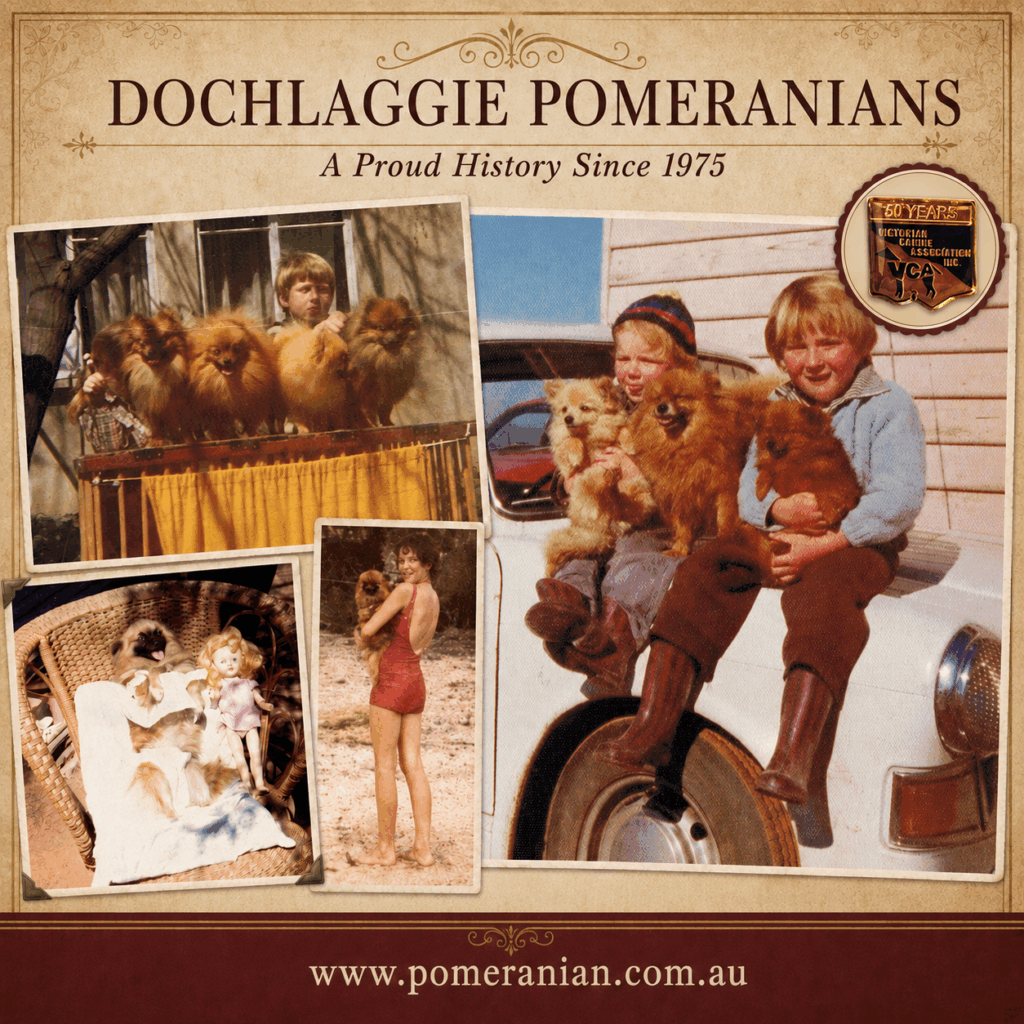 Dochlaggie Pomeranian History