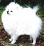 Dochlaggie White Pomeranians