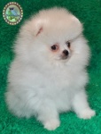 white Dochlaggie Pomeranian puppy